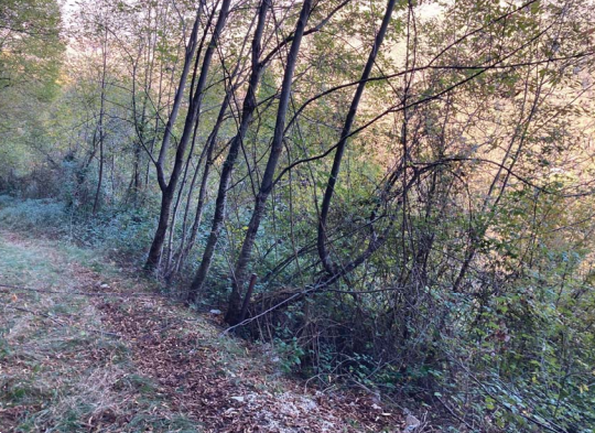 immagine annuncio 1 di 8