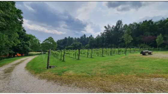 immagine annuncio 2 di 10