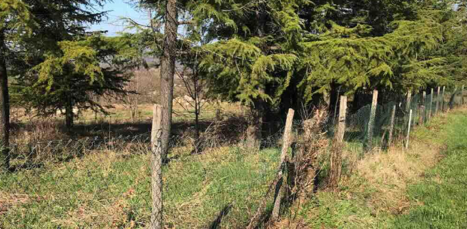 immagine annuncio 4 di 10