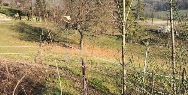 immagine annuncio 1 di 10