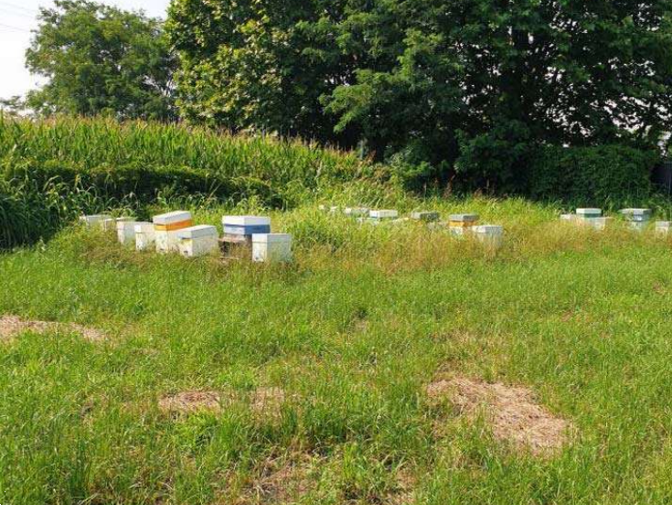 immagine annuncio 4 di 10