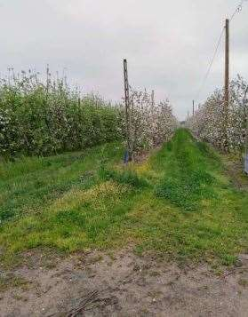 immagine annuncio 4 di 10