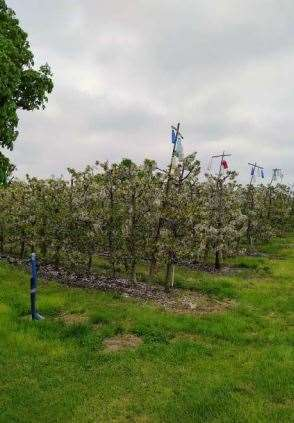 immagine annuncio 9 di 10