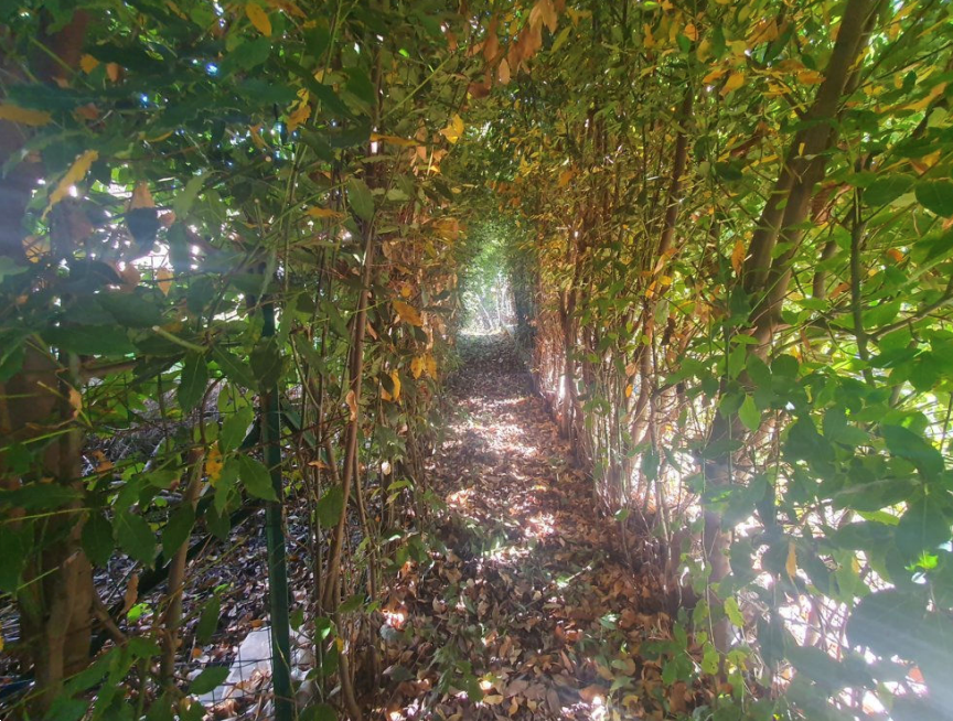 immagine annuncio 6 di 10