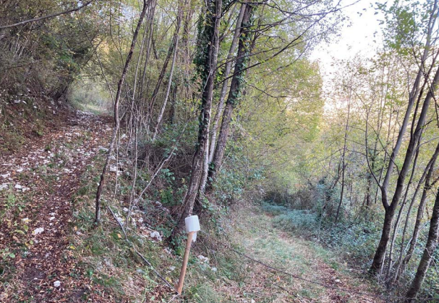 immagine annuncio 3 di 8