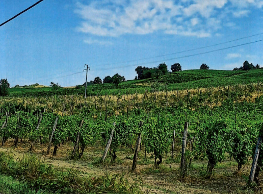 immagine annuncio 2 di 9