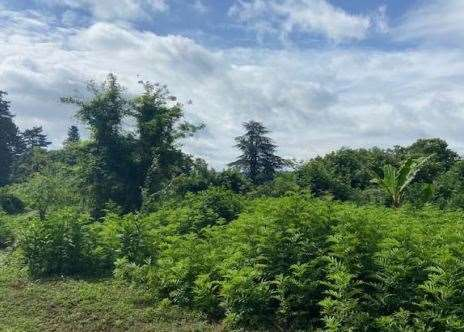 immagine annuncio 2 di 10