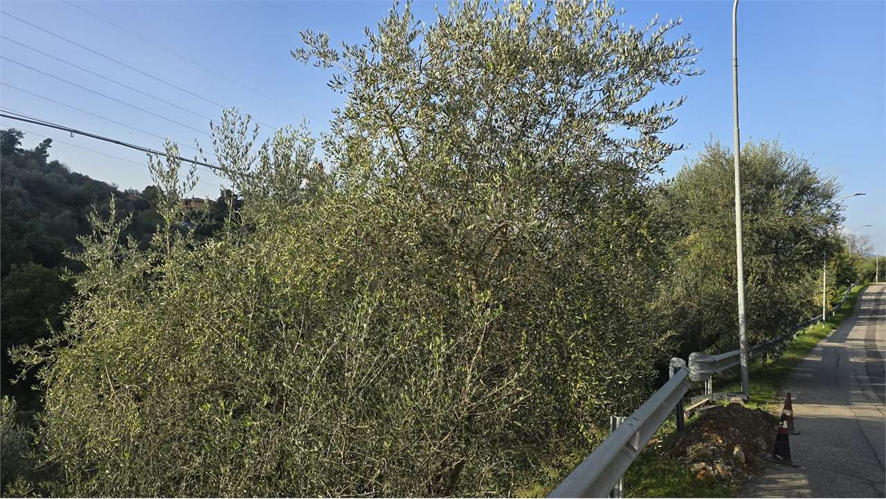 immagine annuncio 5 di 10