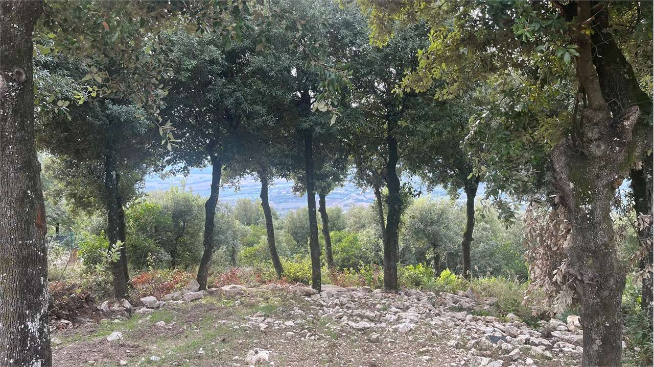 immagine annuncio 6 di 8