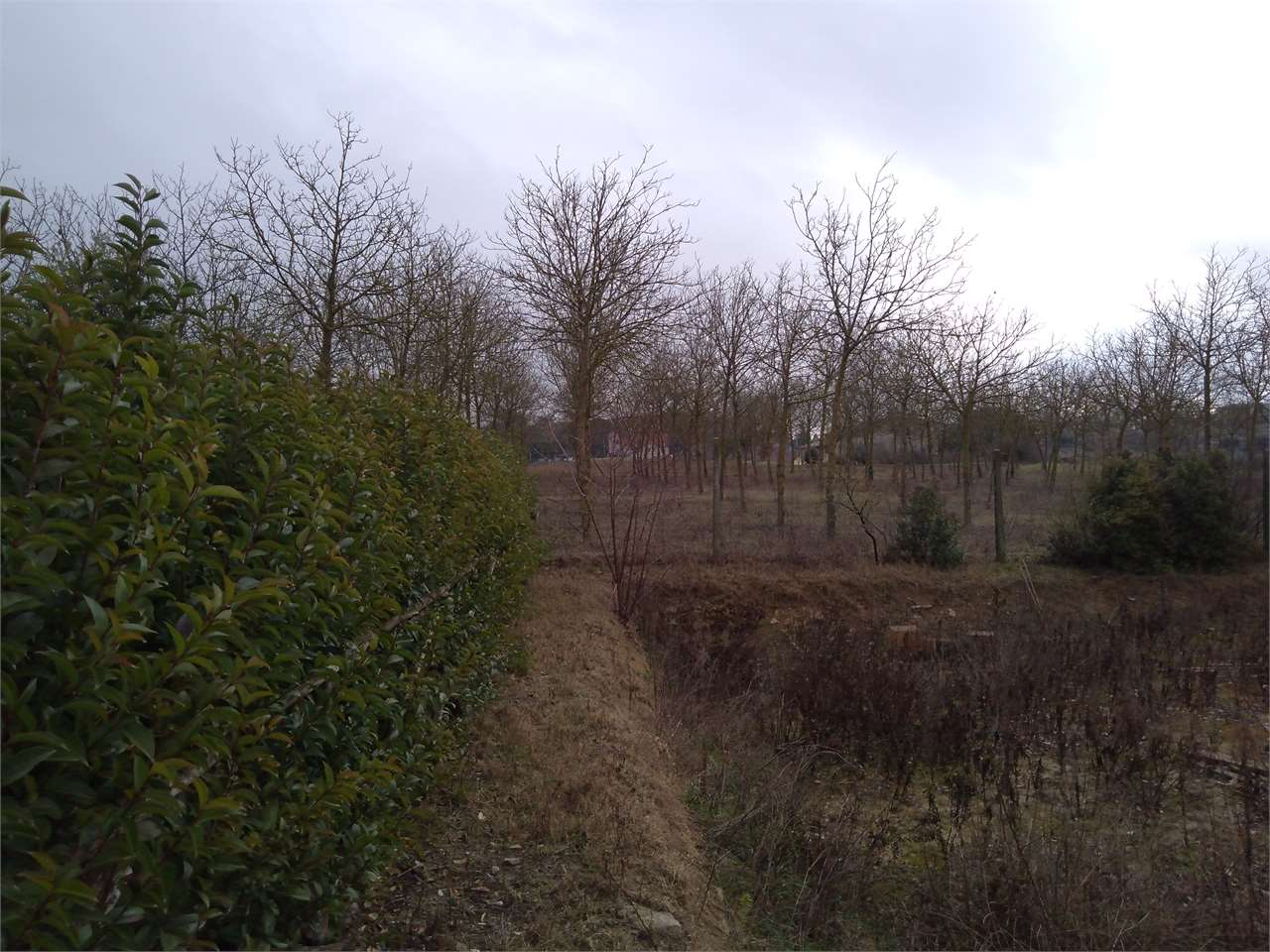 immagine annuncio 3 di 9