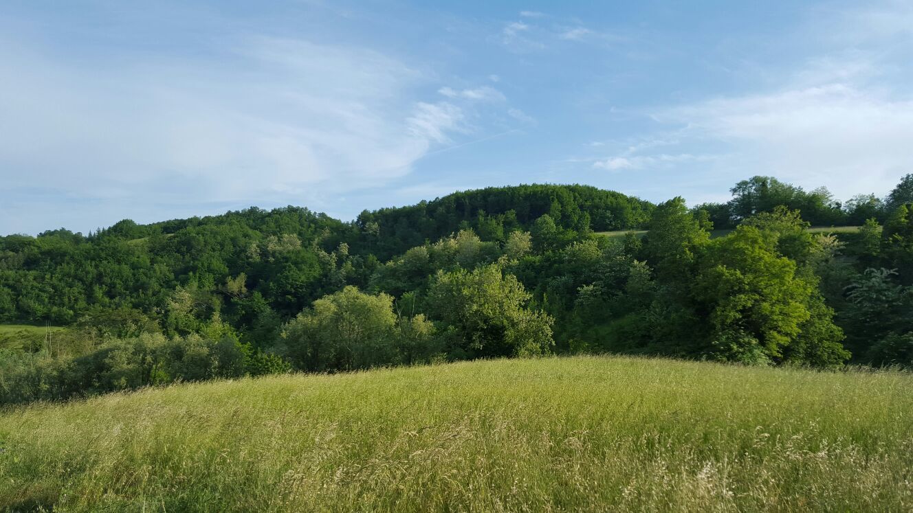 immagine annuncio 5 di 8