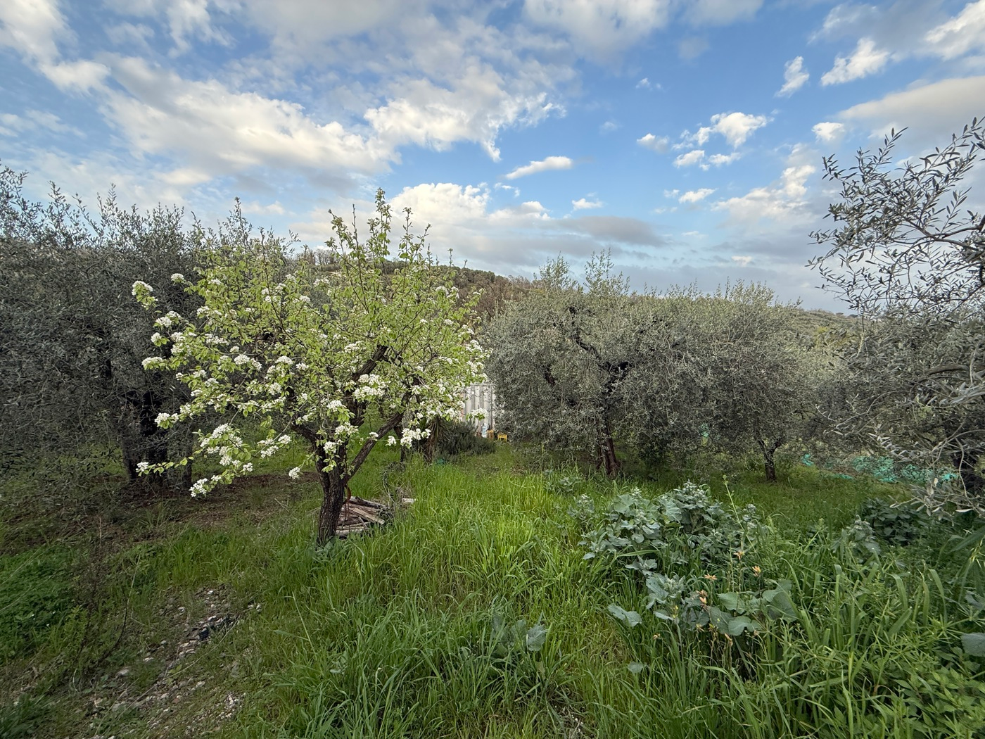 immagine annuncio 3 di 8