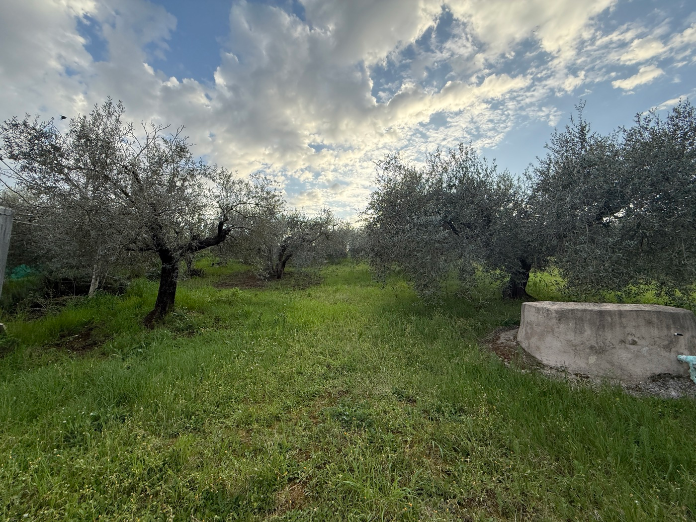 immagine annuncio 5 di 8