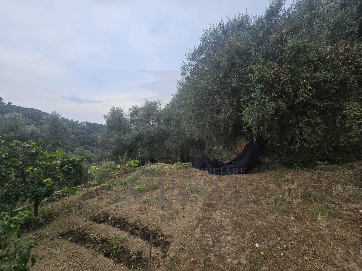 immagine annuncio 3 di 9