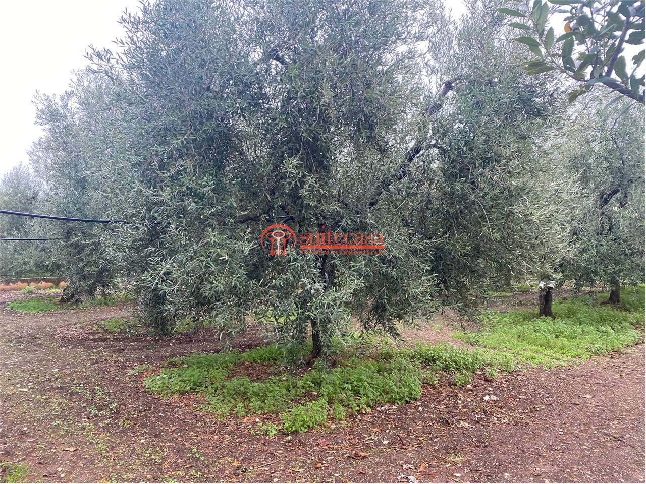 immagine annuncio 6 di 8