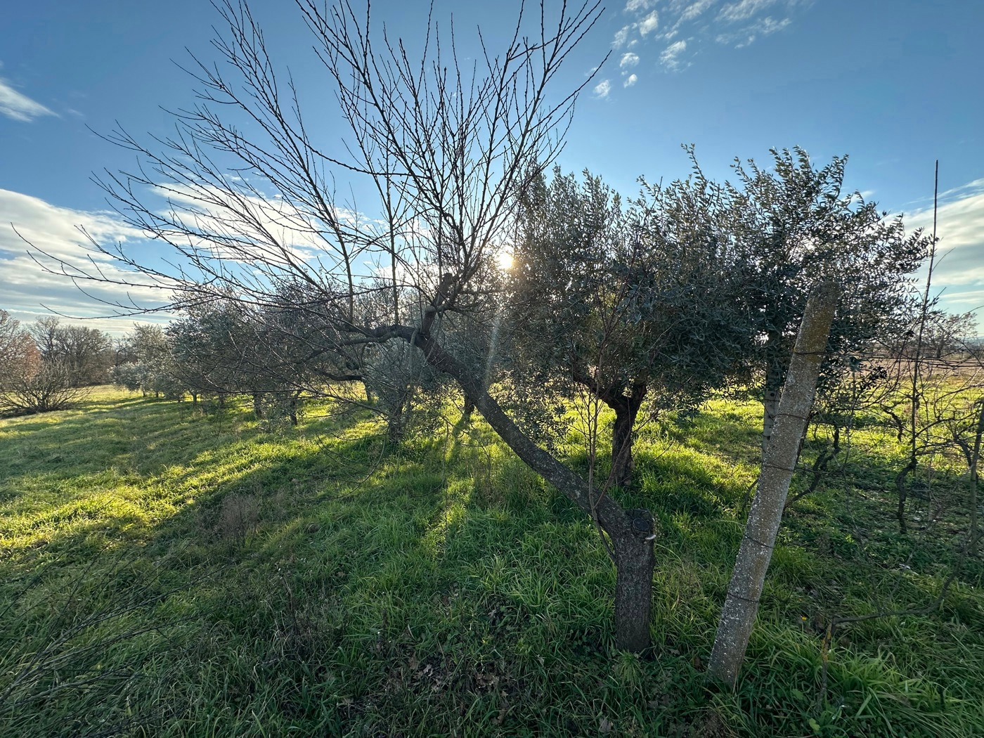 immagine annuncio 3 di 8