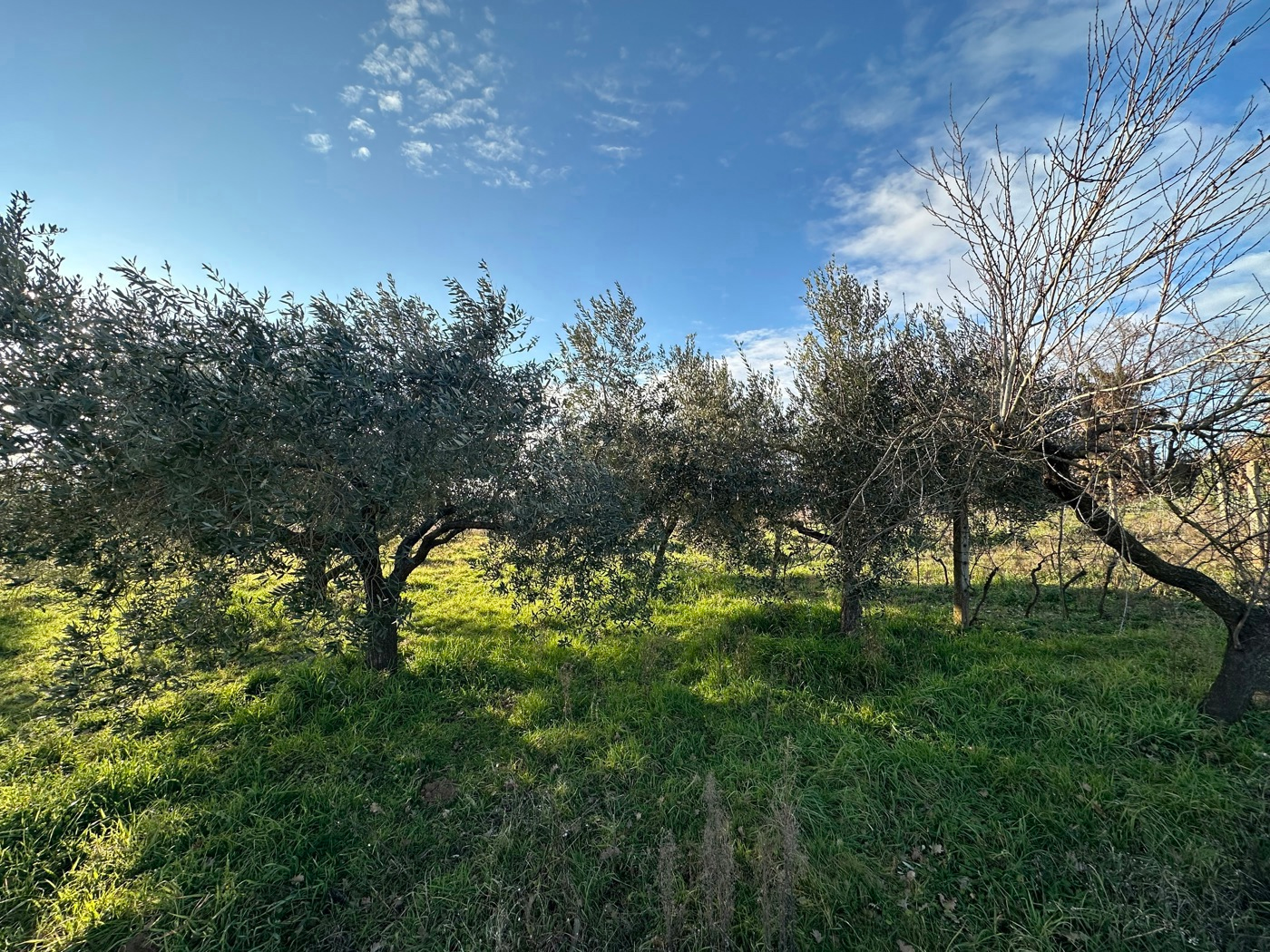immagine annuncio 5 di 8