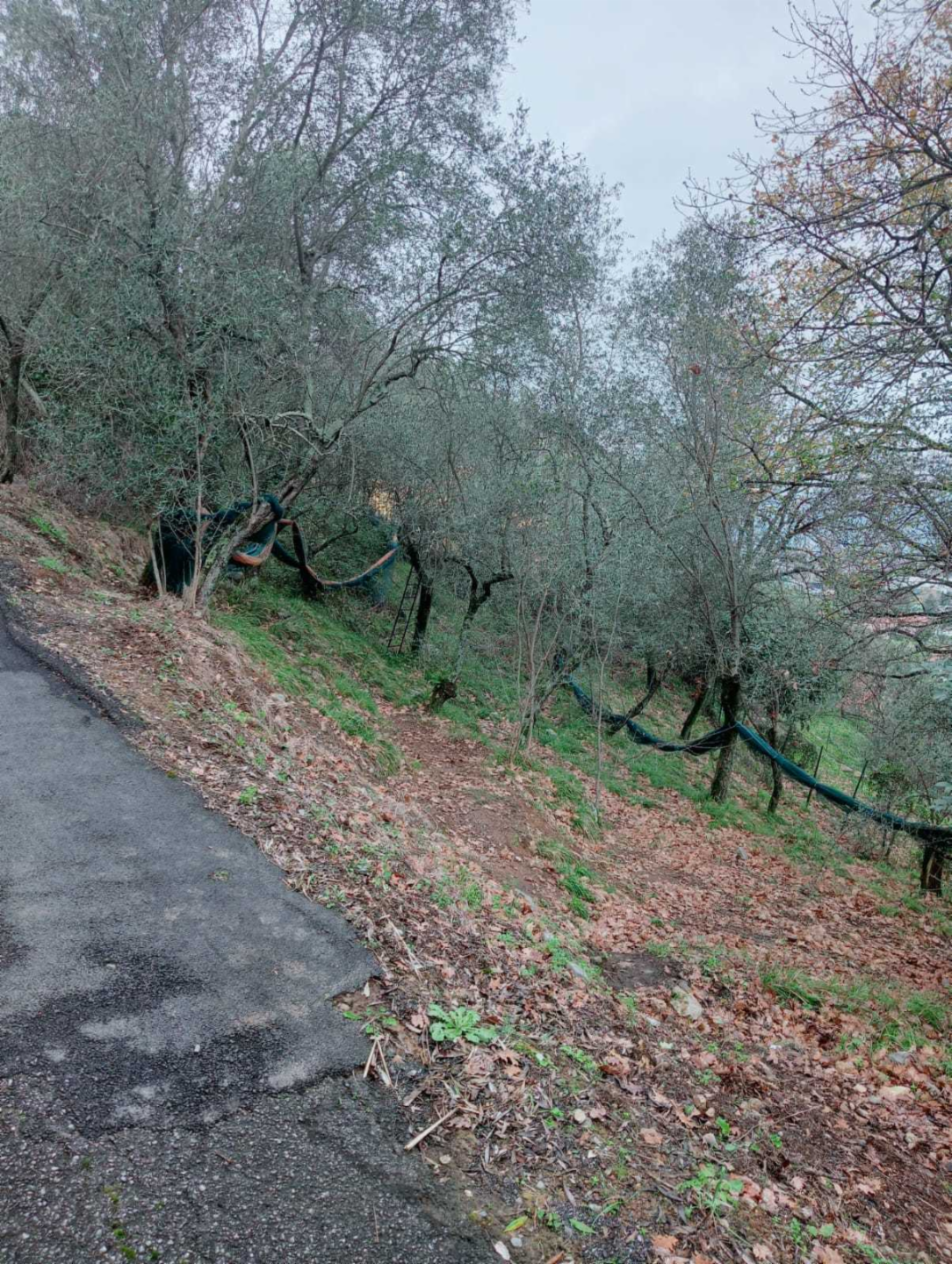immagine annuncio 3 di 8