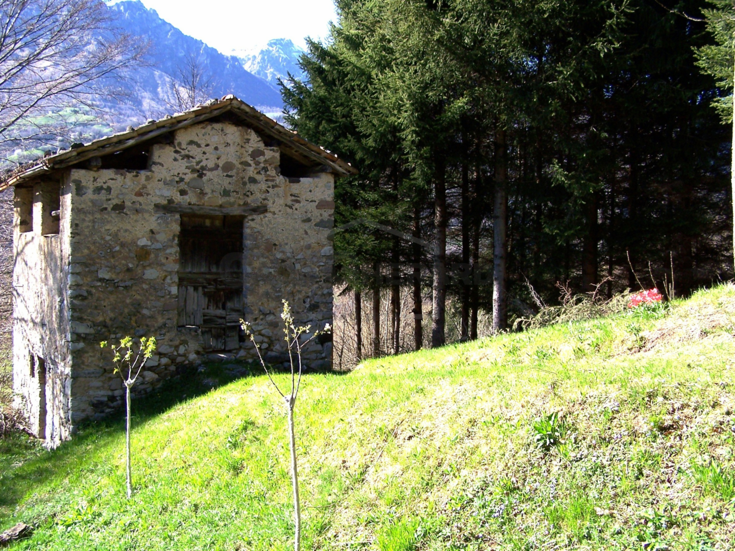 immagine annuncio 5 di 8