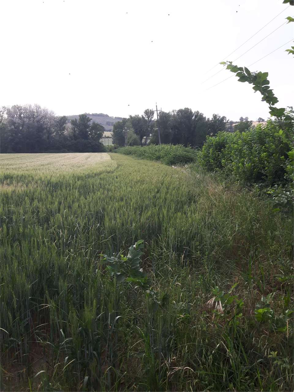 immagine annuncio 4 di 6