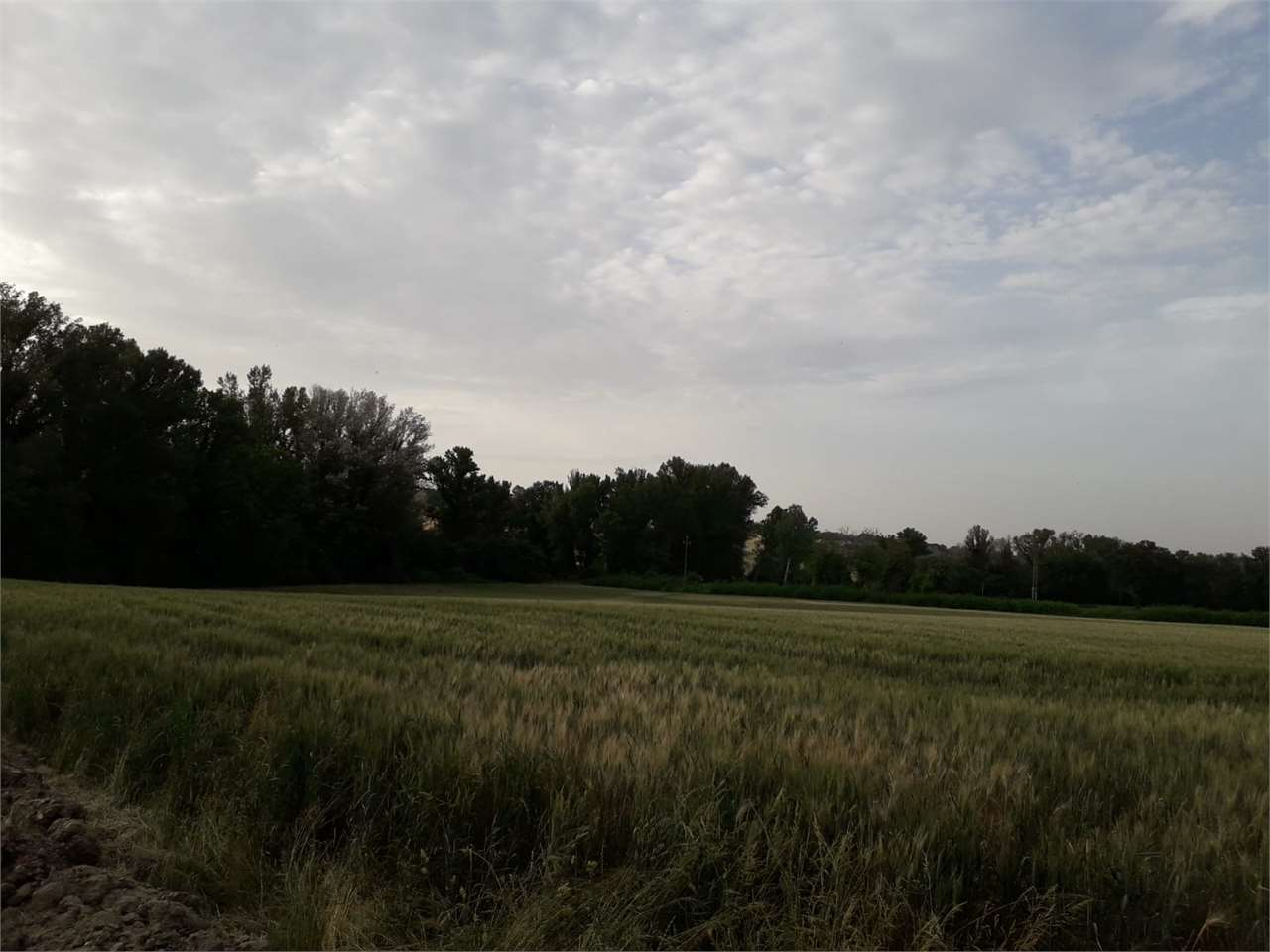 immagine annuncio 5 di 6