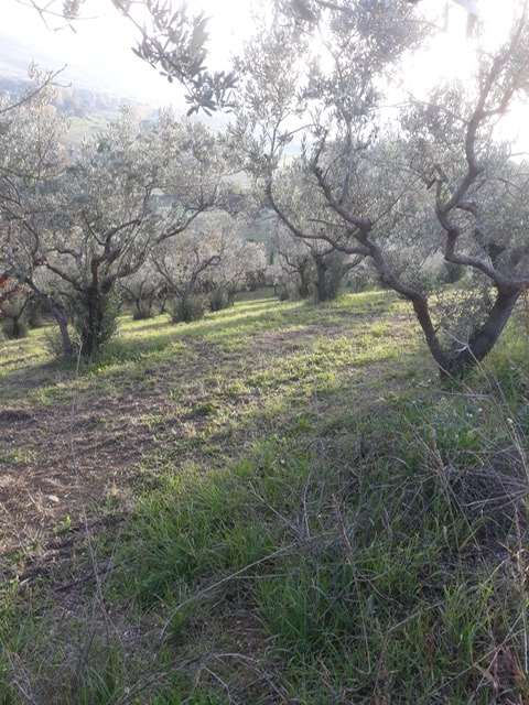 immagine annuncio 1 di 2
