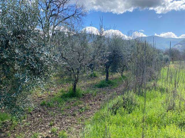 immagine annuncio 4 di 6