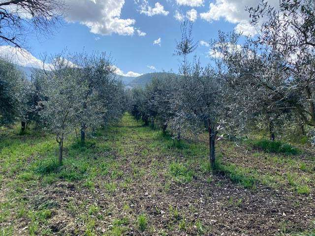 immagine annuncio 5 di 6