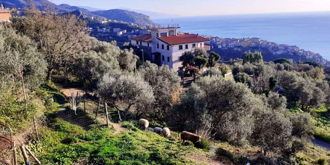 immagine annuncio 3 di 10