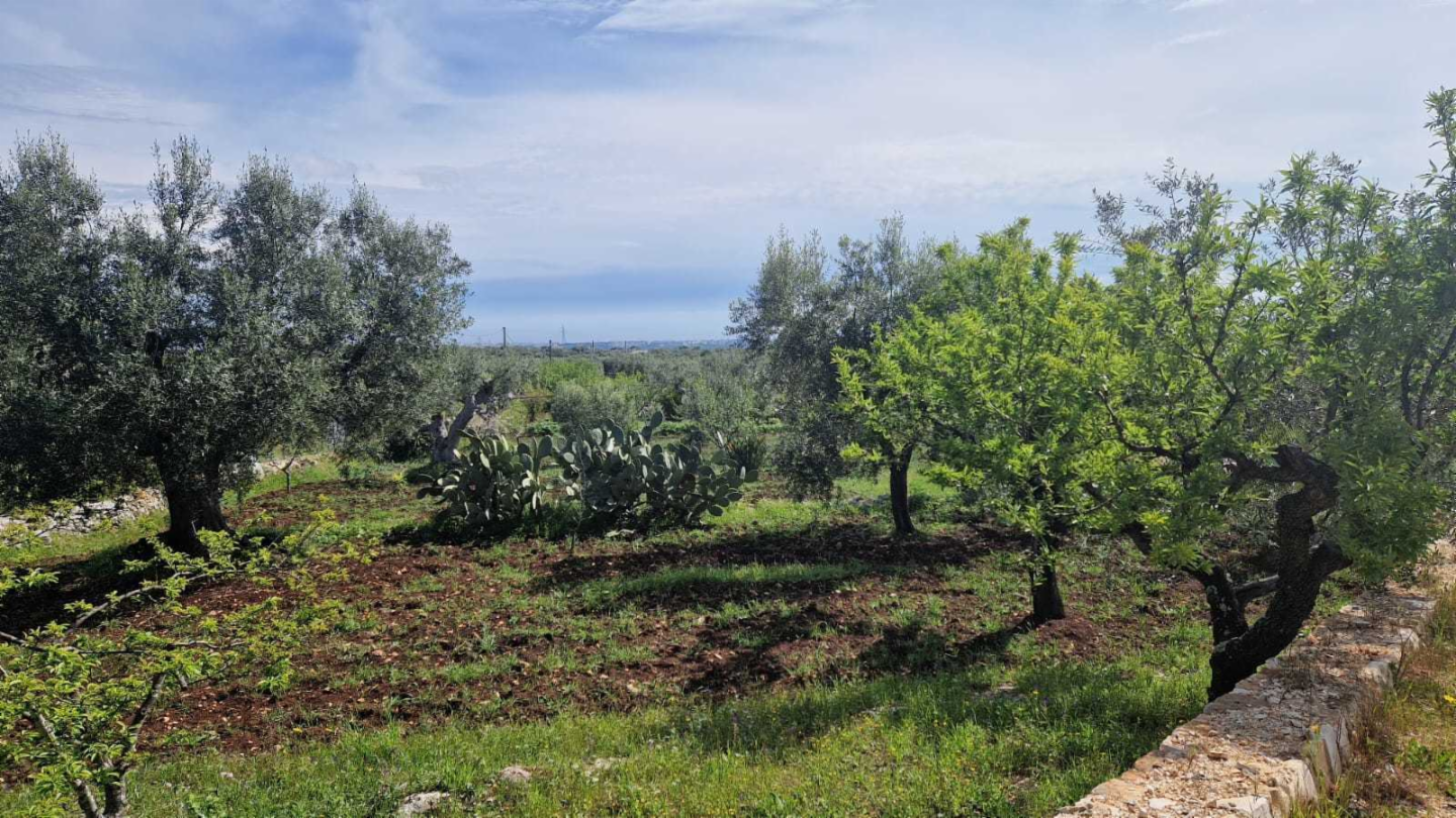 immagine annuncio 1 di 10