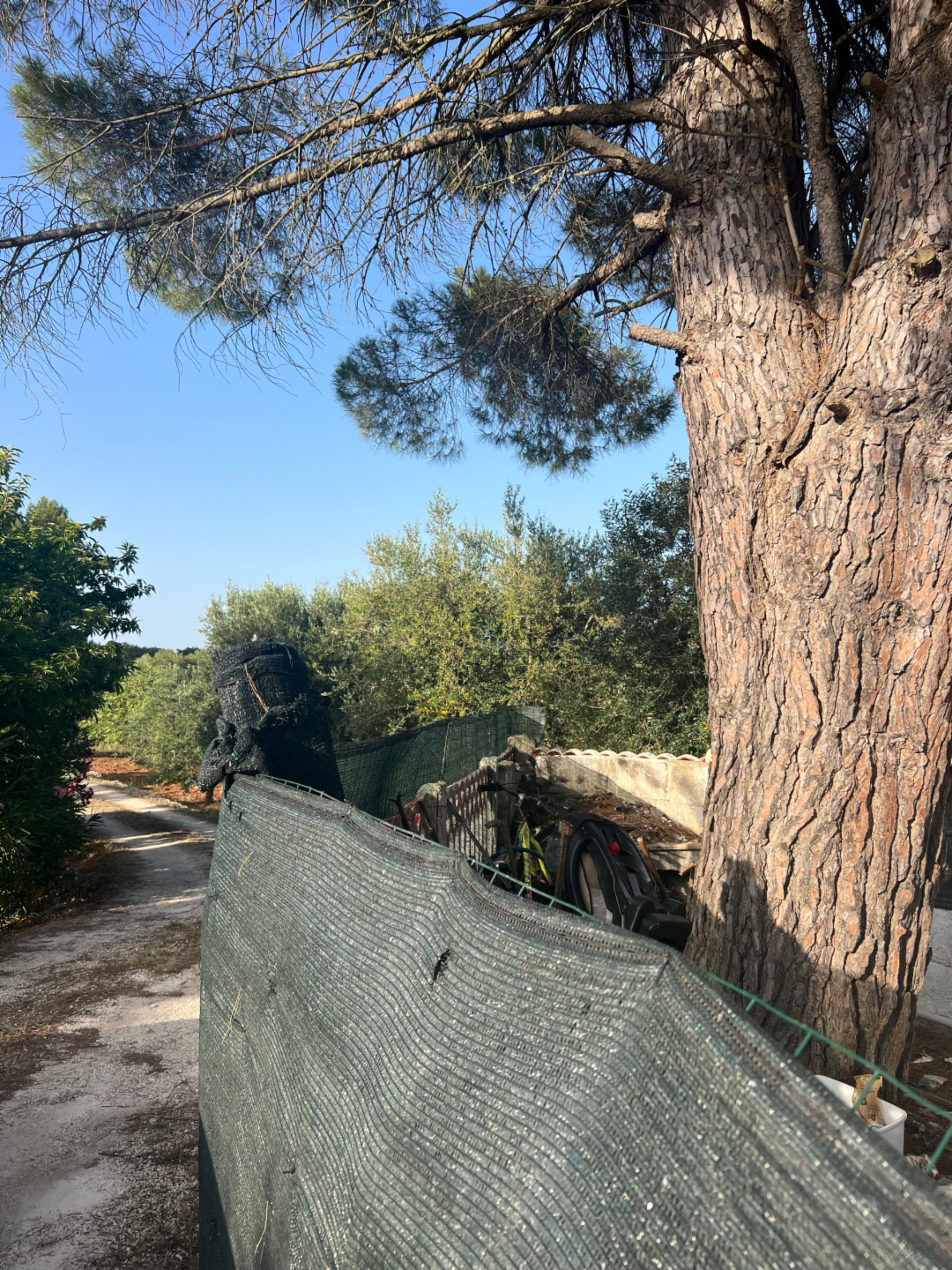immagine annuncio 6 di 10