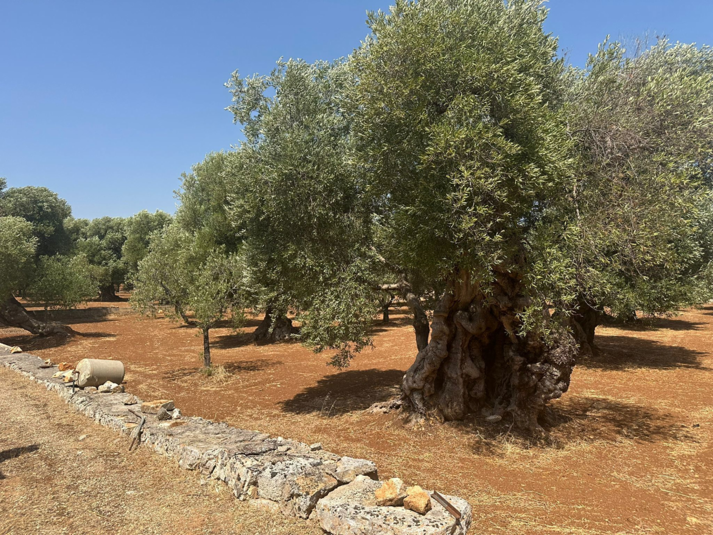 immagine annuncio 7 di 10