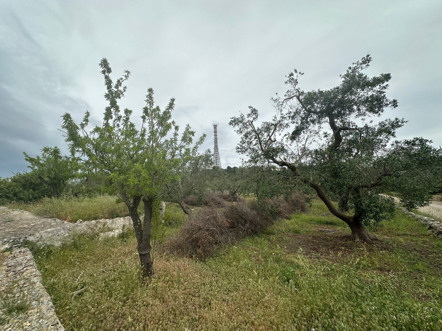 immagine annuncio 2 di 10