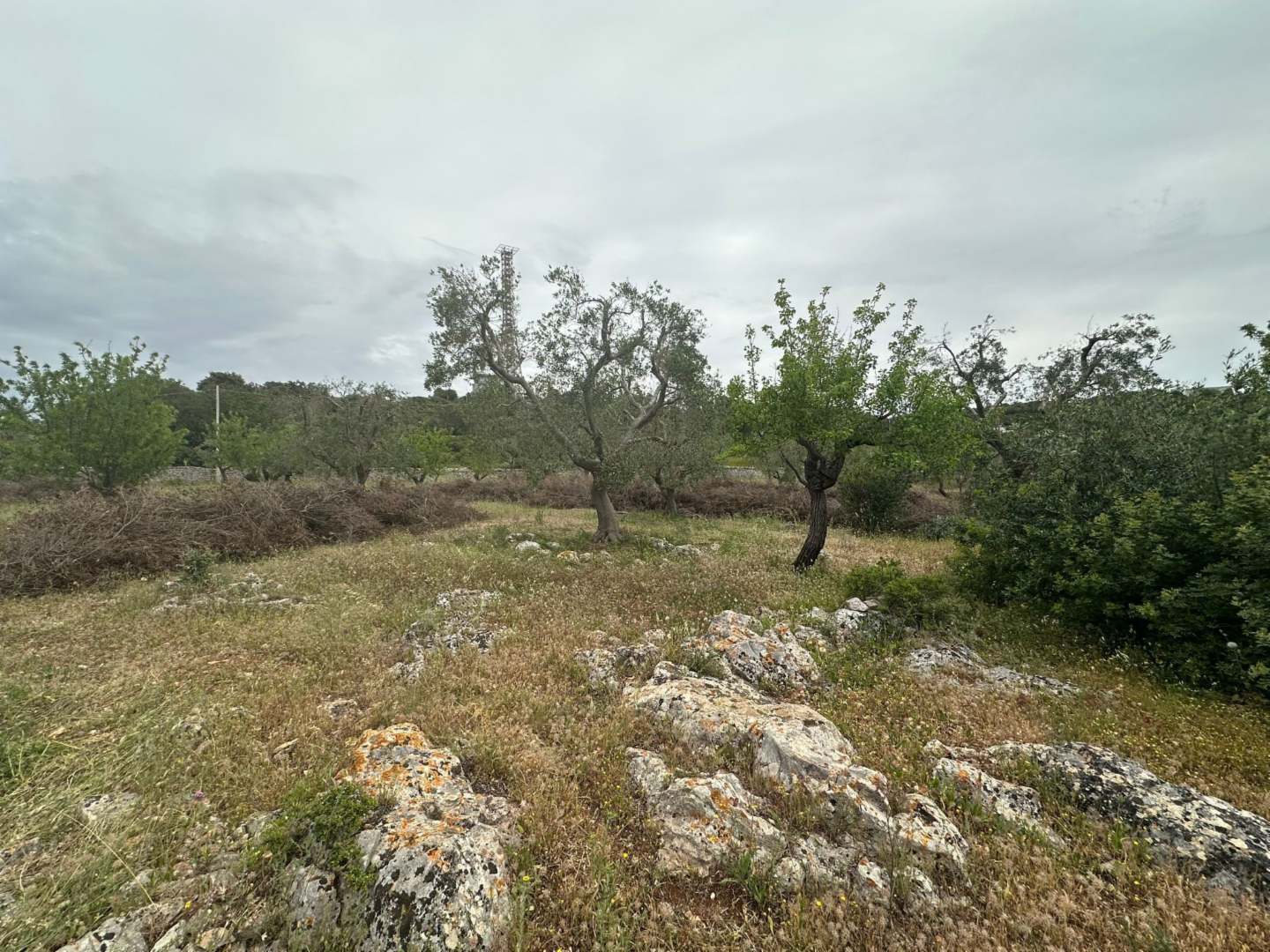 immagine annuncio 3 di 10