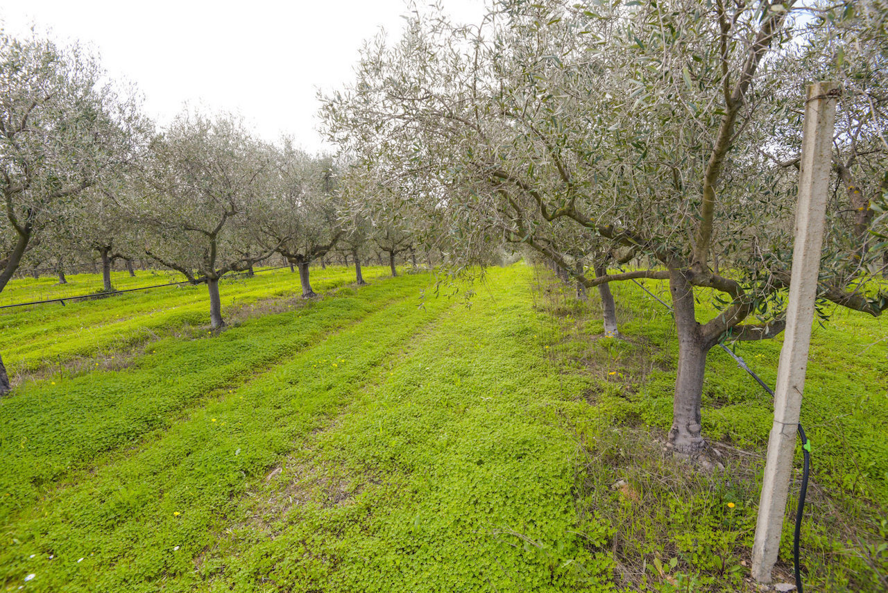 immagine annuncio 2 di 6