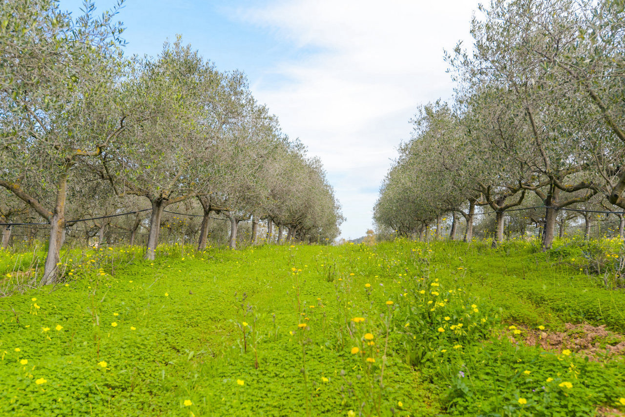 immagine annuncio 5 di 6