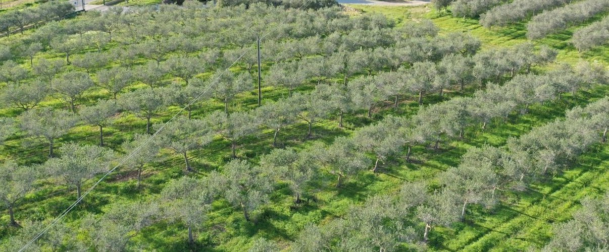 immagine annuncio 4 di 6