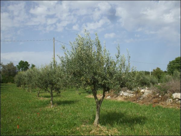 immagine annuncio 6 di 10