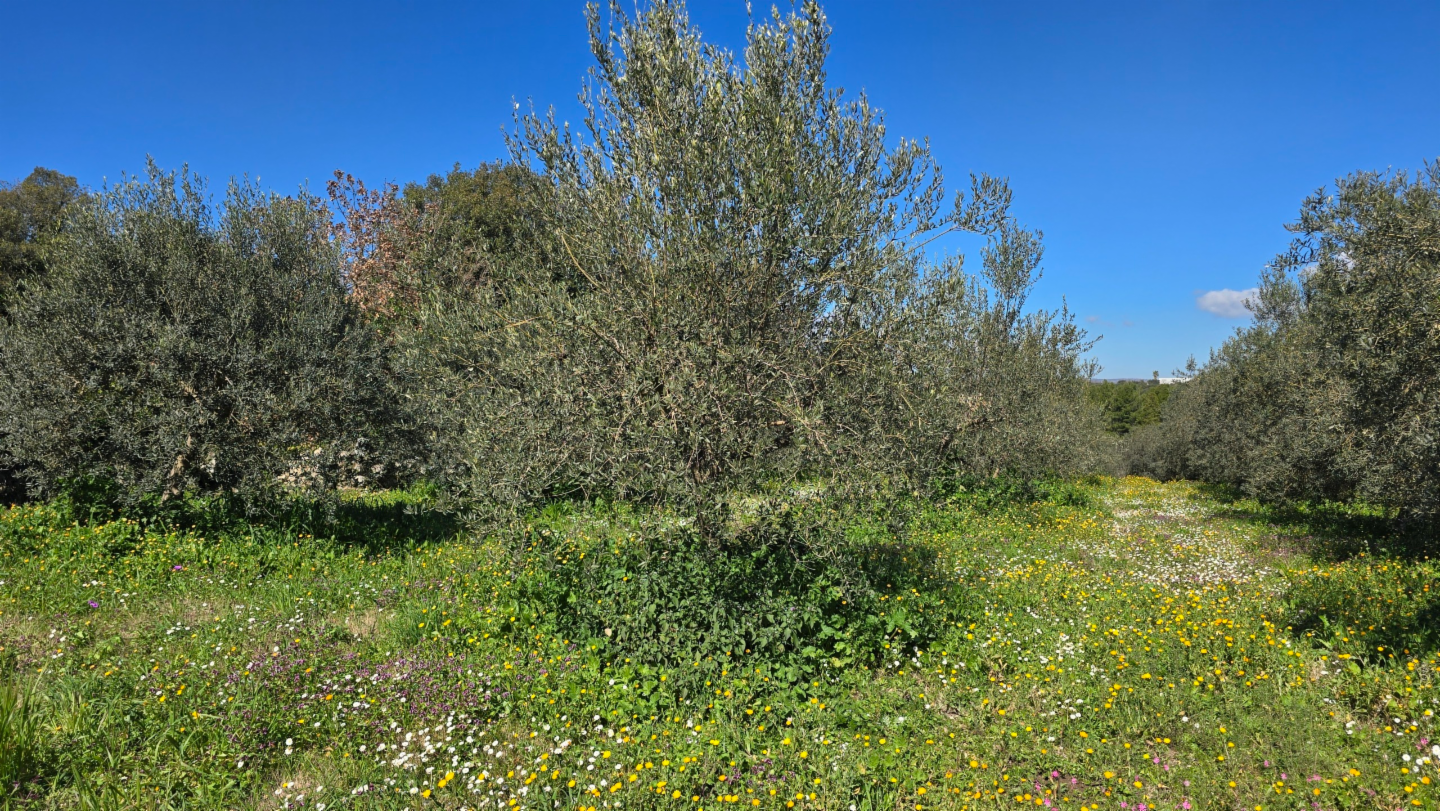 immagine annuncio 3 di 10