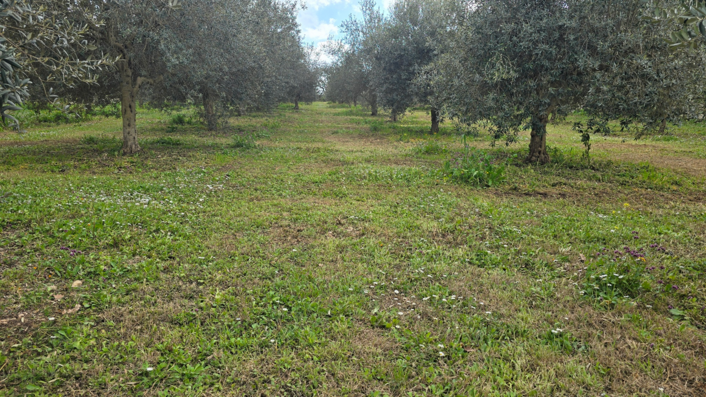 immagine annuncio 7 di 10