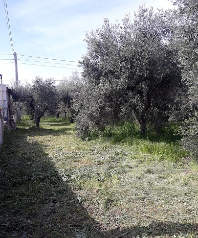immagine annuncio 3 di 10
