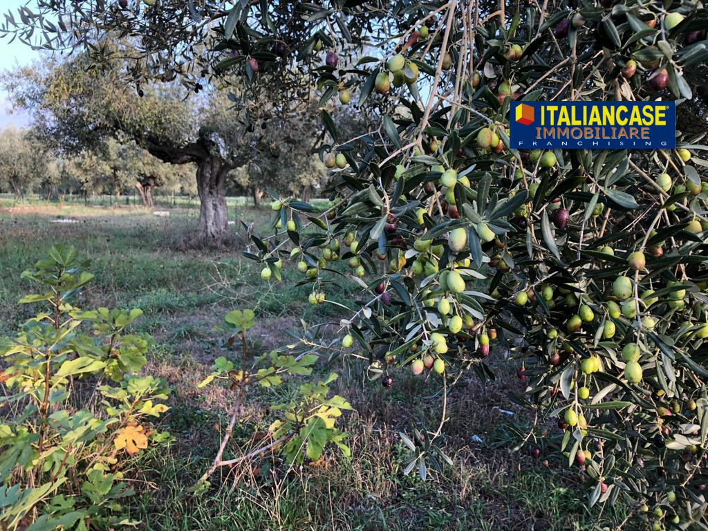 immagine annuncio 4 di 8