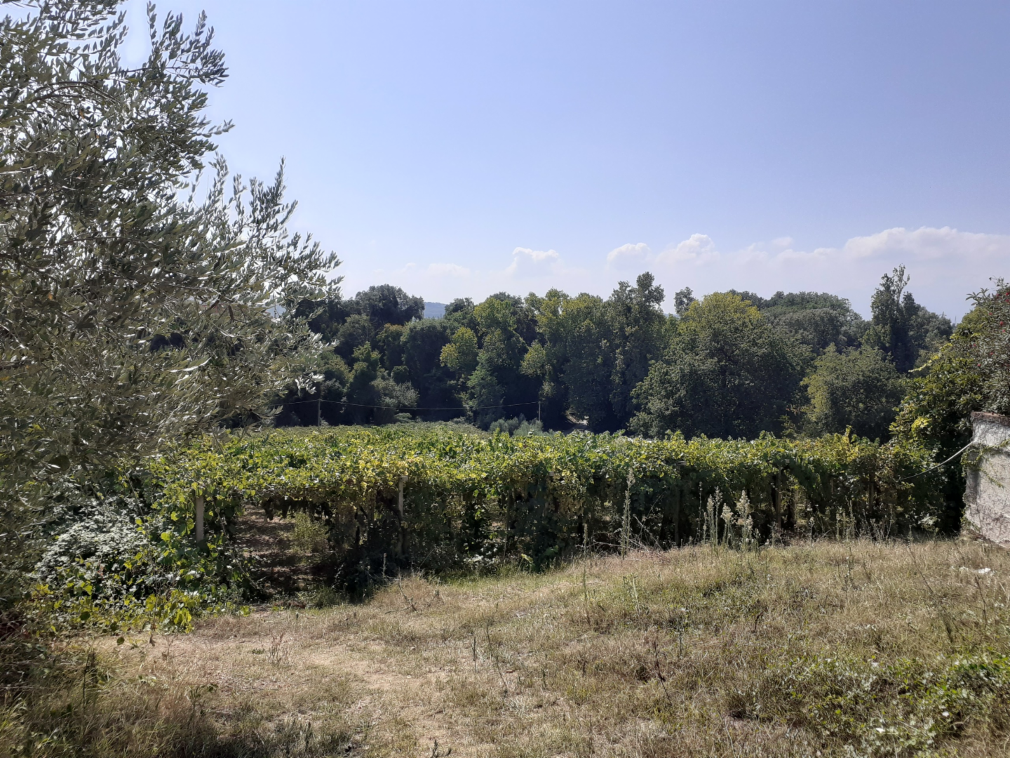 immagine annuncio 6 di 9