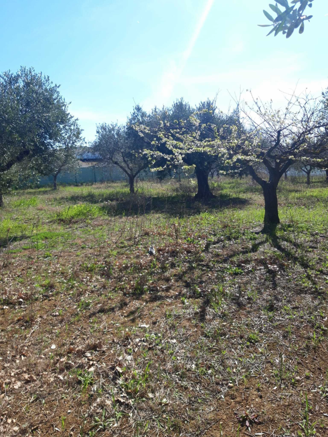 immagine annuncio 1 di 4