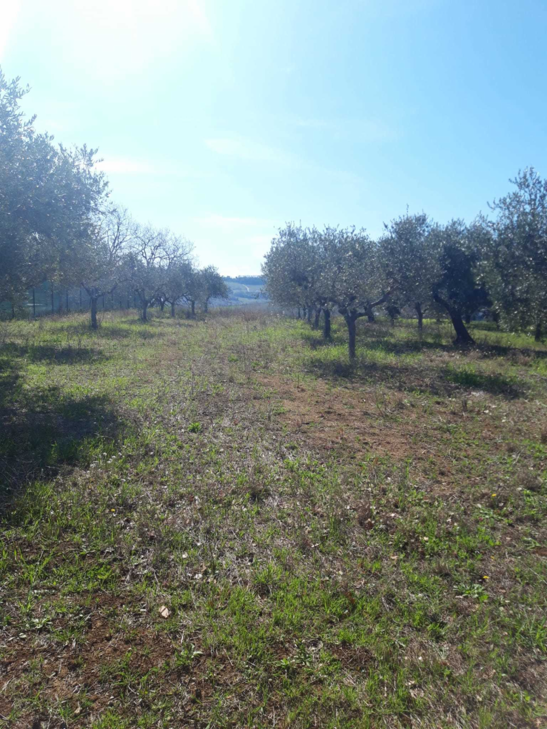 immagine annuncio 2 di 4