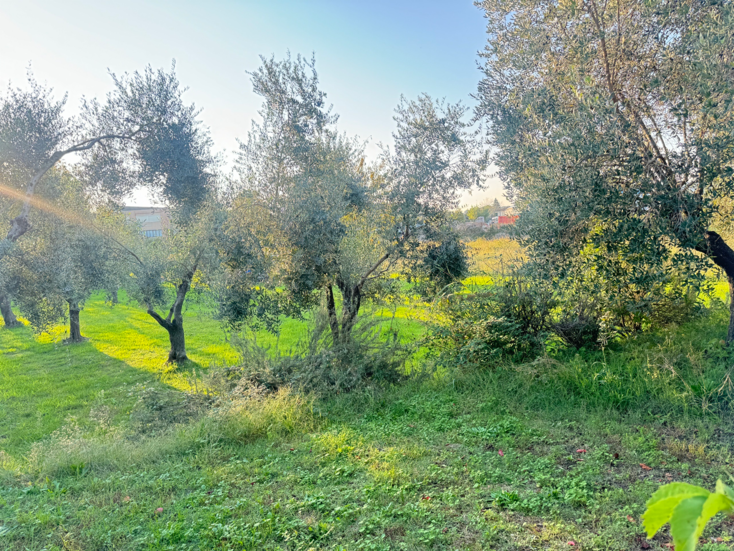 immagine annuncio 2 di 3