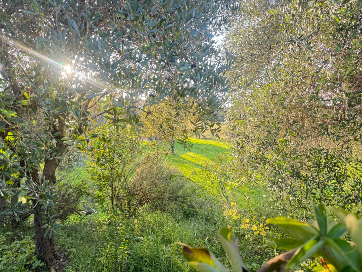 immagine annuncio 1 di 3
