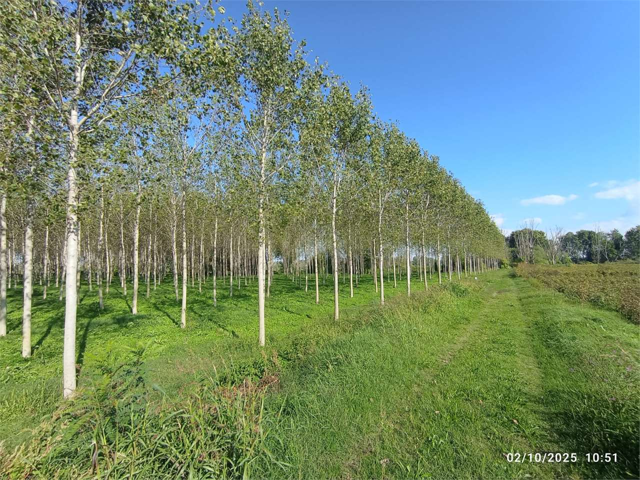 immagine annuncio 3 di 4