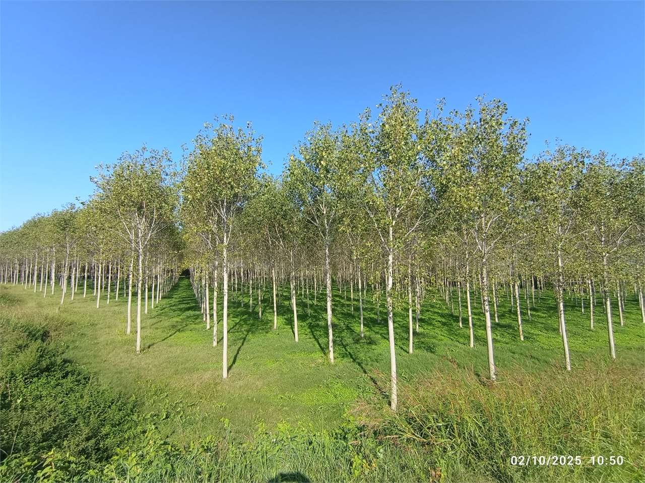 immagine annuncio 1 di 4