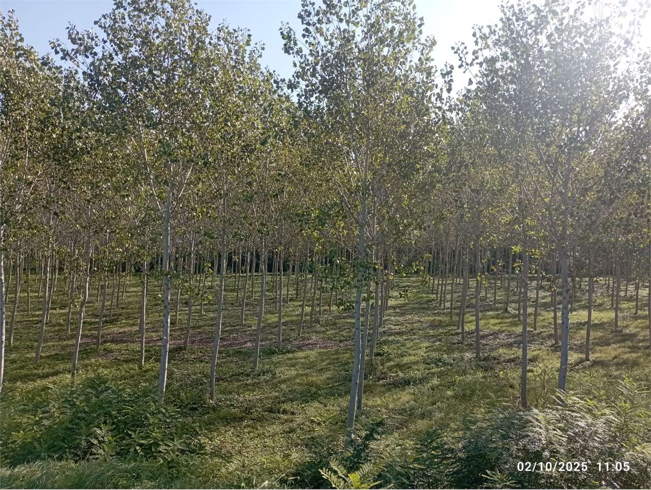 immagine annuncio 3 di 4